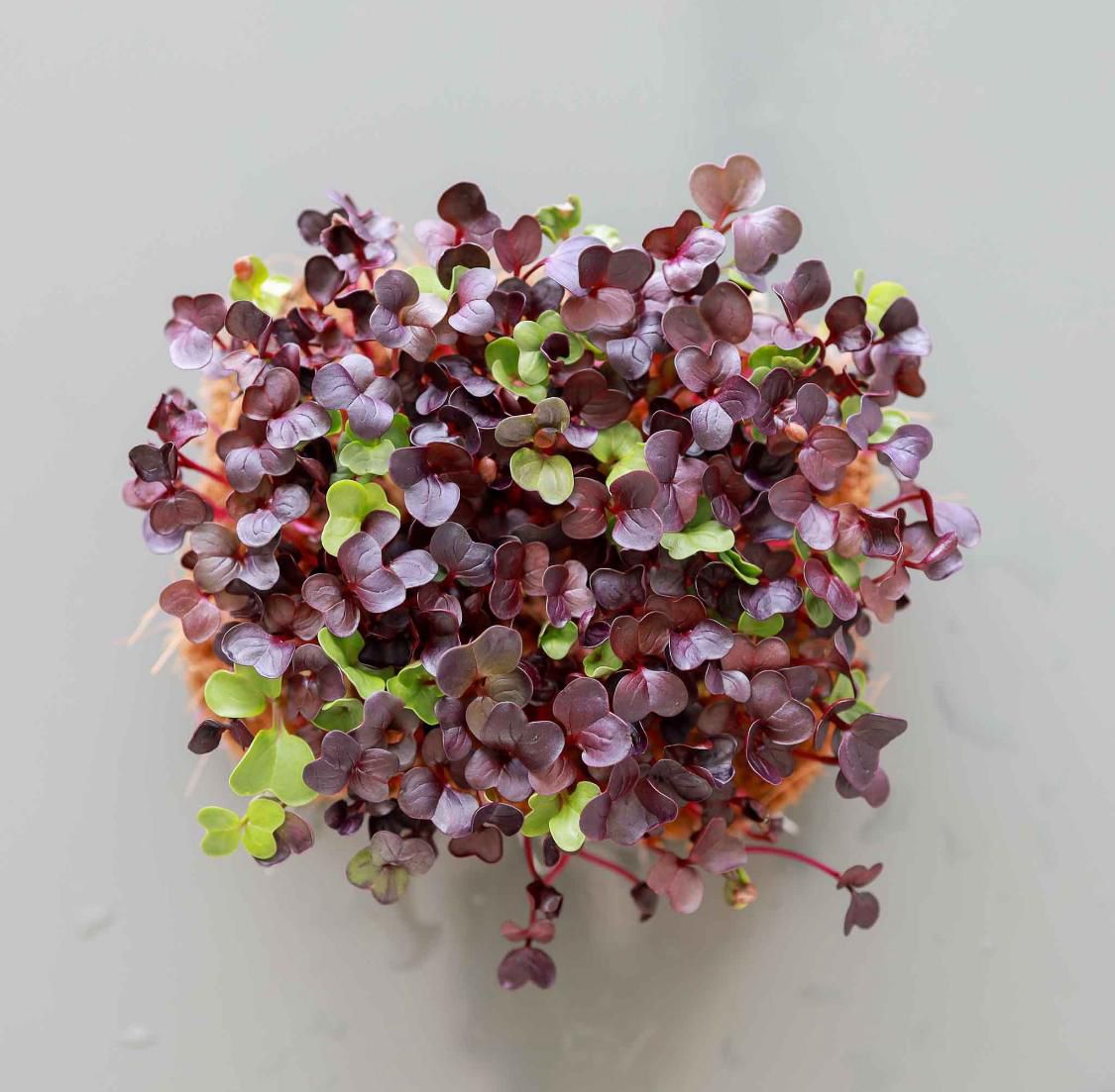 Radis Pourpre