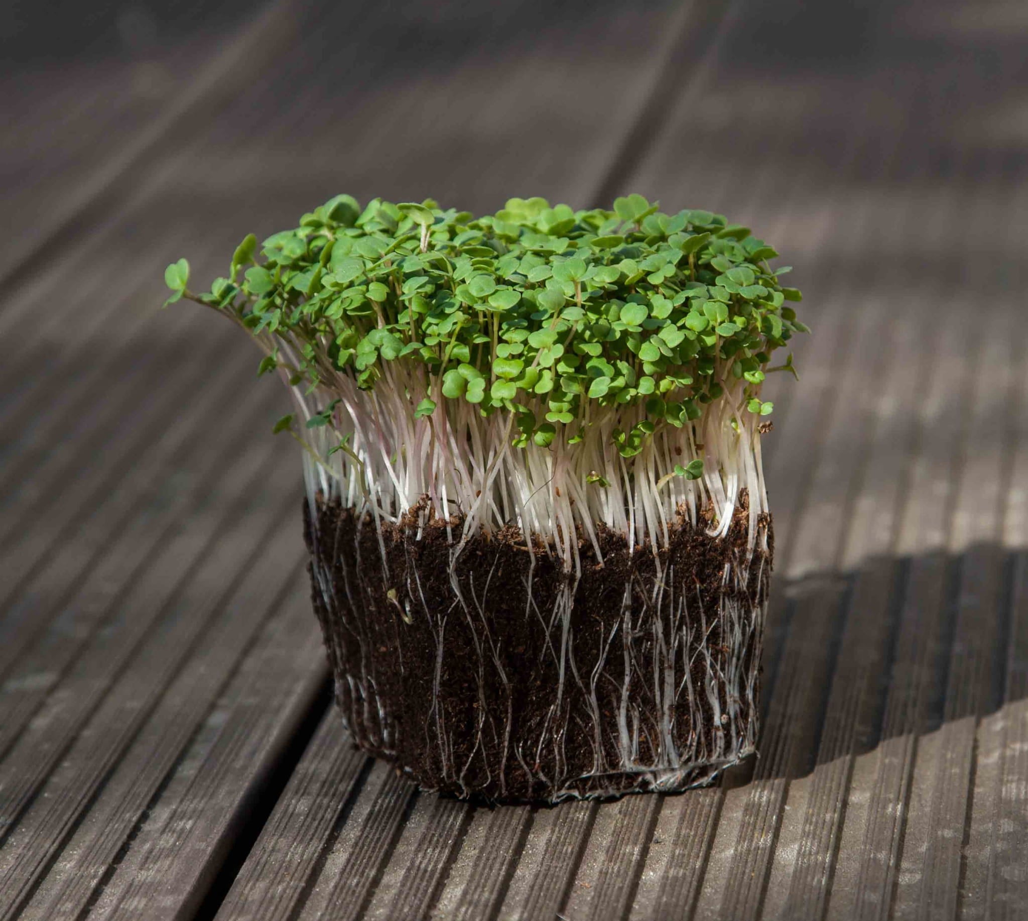 Roquette